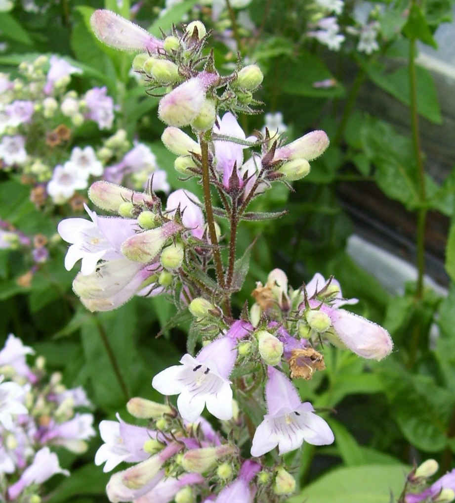 Beardtongue Penstemon 'Husker Red'