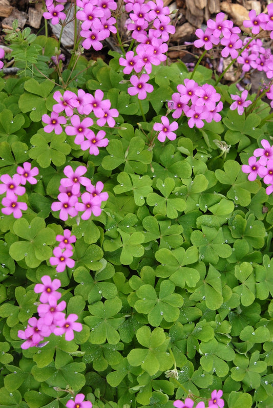 Pink Oxalis (Pink Wood Sorrel)