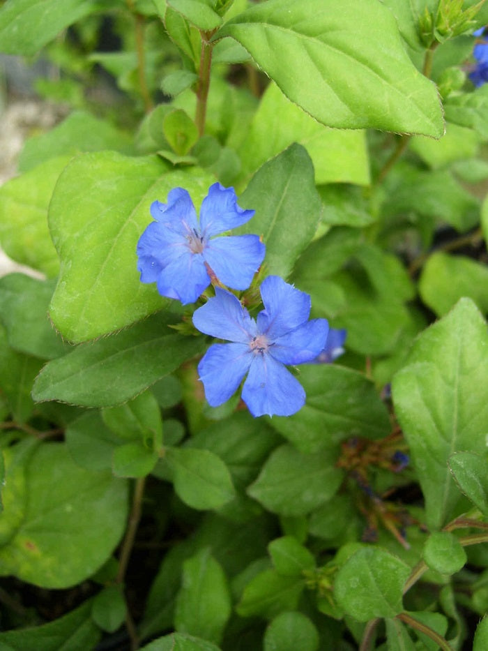 Plumbago, Blue (Leadwort)