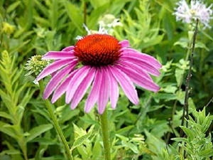 Coneflower, Purple