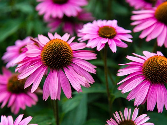 Coneflower, Purple