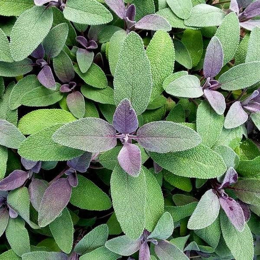 Sage, Purple