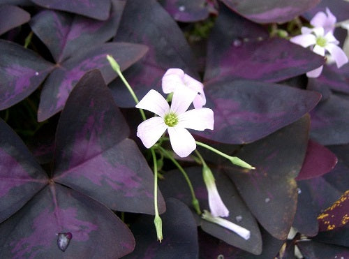 Purple Shamrock