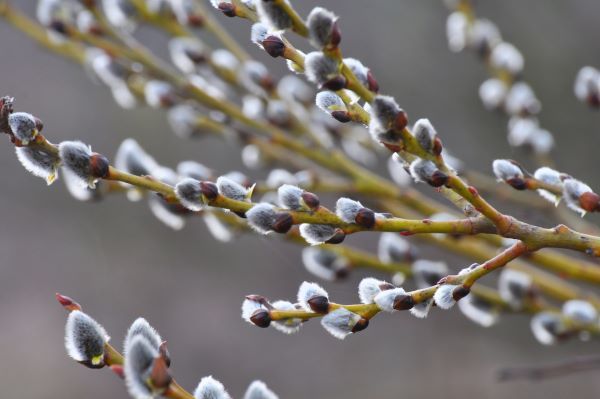 Pussy Willow