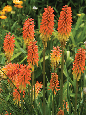 Knifofia - Red Hot Poker