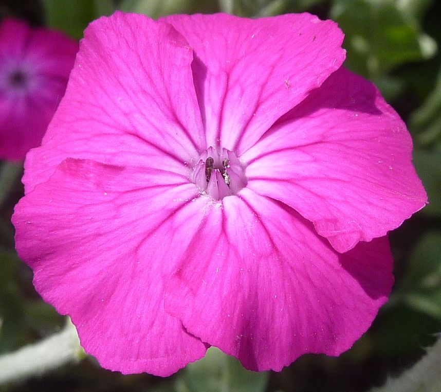 Rose Campion