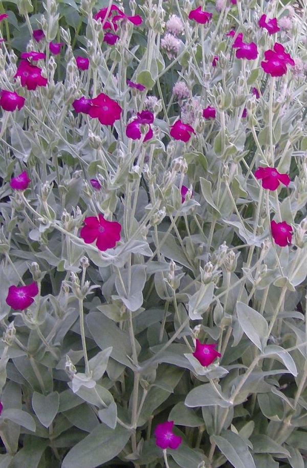 Rose Campion