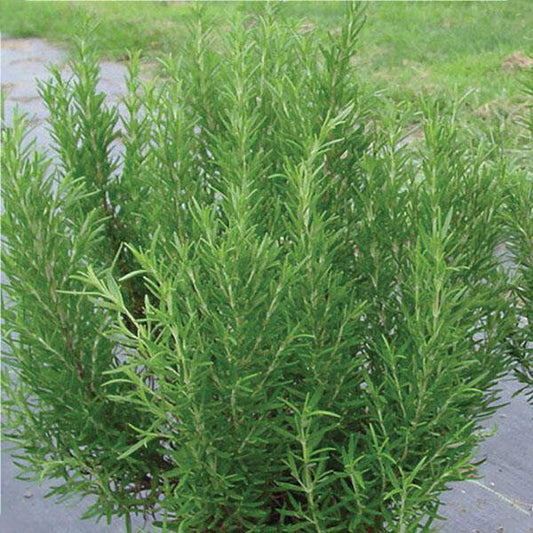 Rosemary, Barbeque