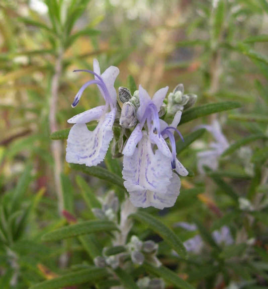 Rosemary, Gorizia