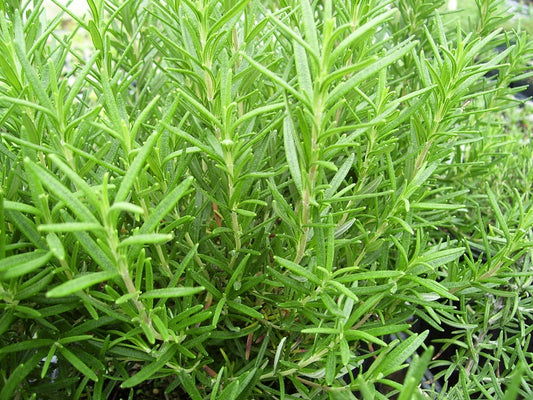 Rosemary, Officinalis