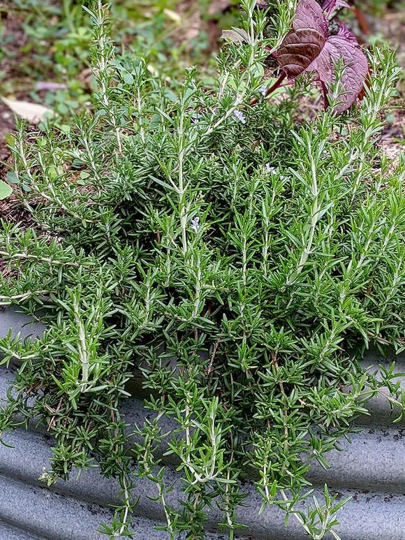 Rosemary, Prostrate