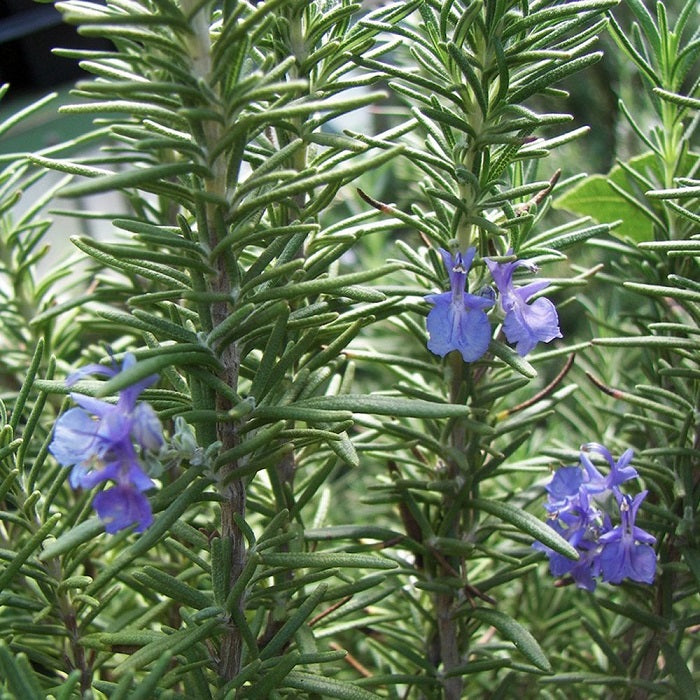 Rosemary, Tuscan Blue