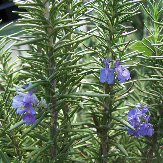 Rosemary, Tuscan Blue