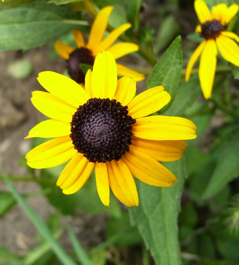 Rudbeckia Goldsturm