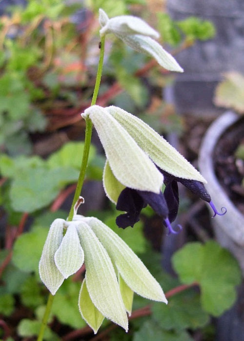 Sage, Peruvian