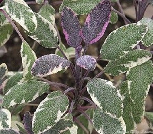 Sage, Tricolor