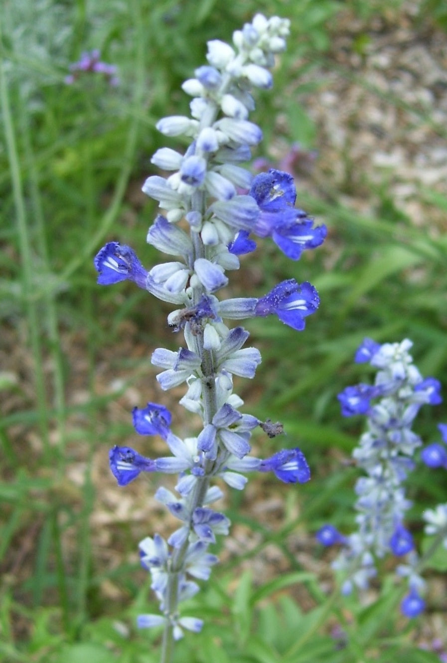 Salvia, Victoria Blue