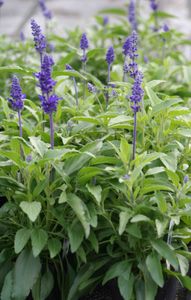 Salvia, Victoria Blue