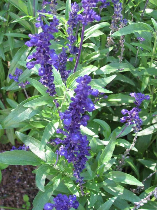 Salvia, Victoria Blue