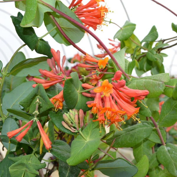 Honeysuckle, Dropmore Scarlet