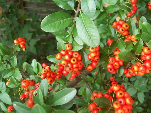 Pyracantha (Firethorn)