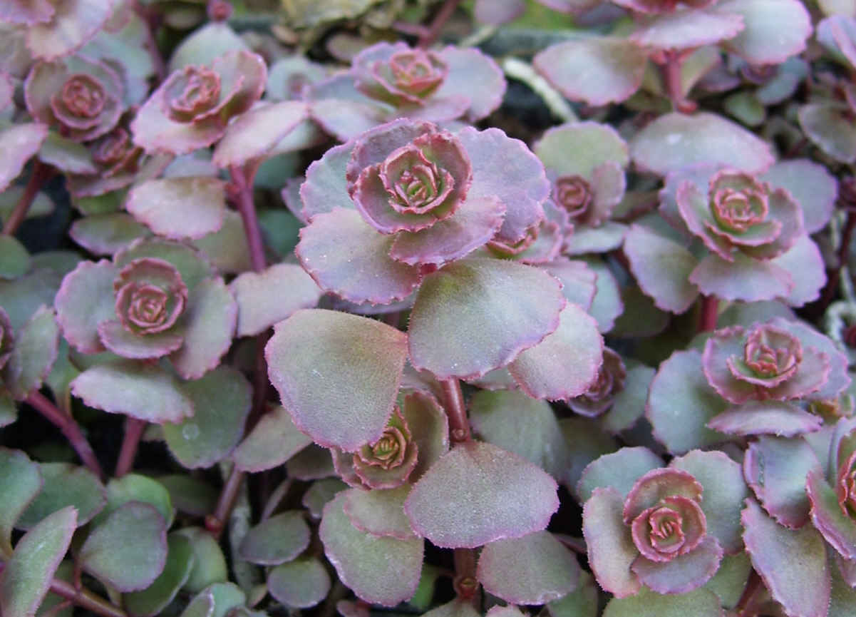 Sedum, Dragon's Blood