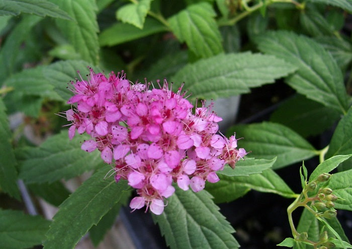 Spirea, Anthony Waterer