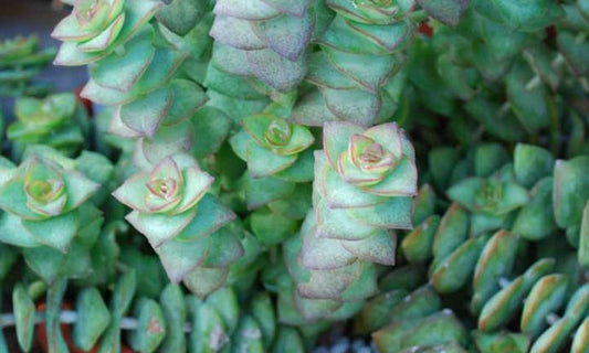 String of Buttons Succulent, Crassula perforata