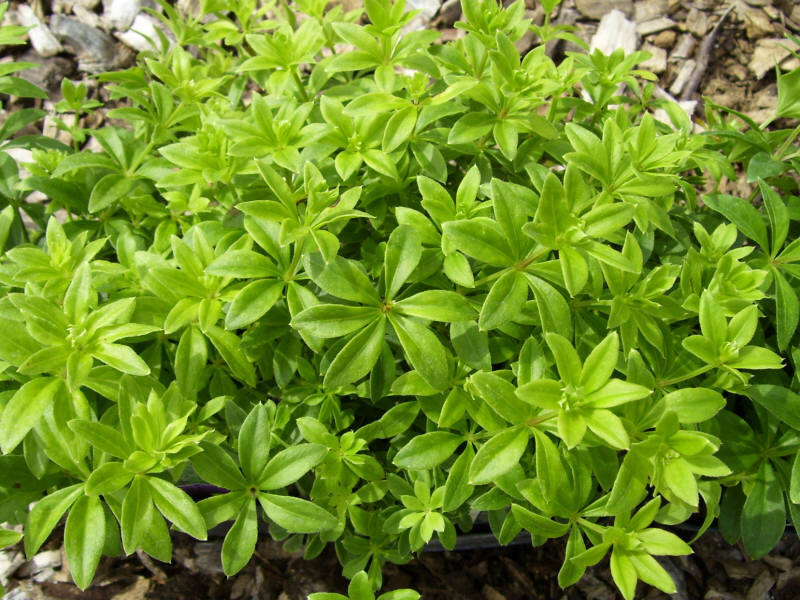 Sweet Woodruff