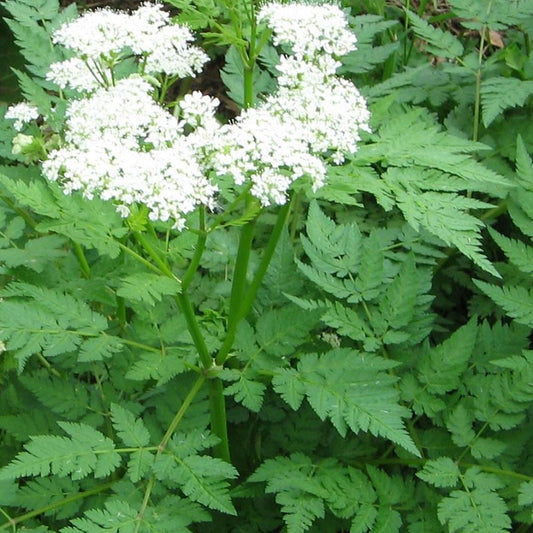 Sweet Cicely