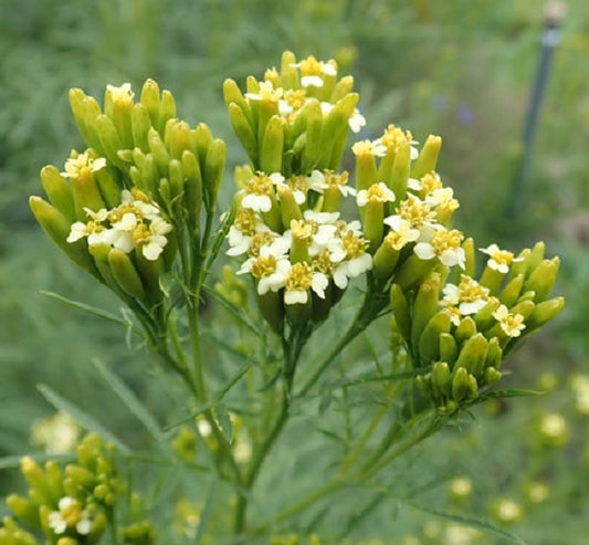 Tagetes minuta