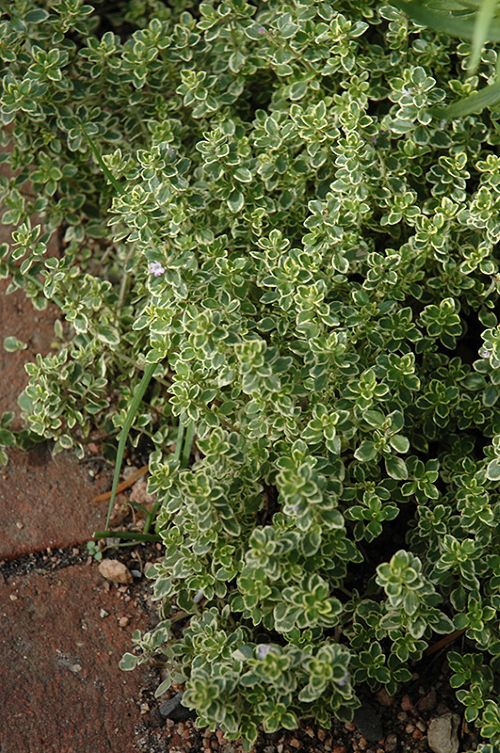 Thyme, Golden Variegated Lemon