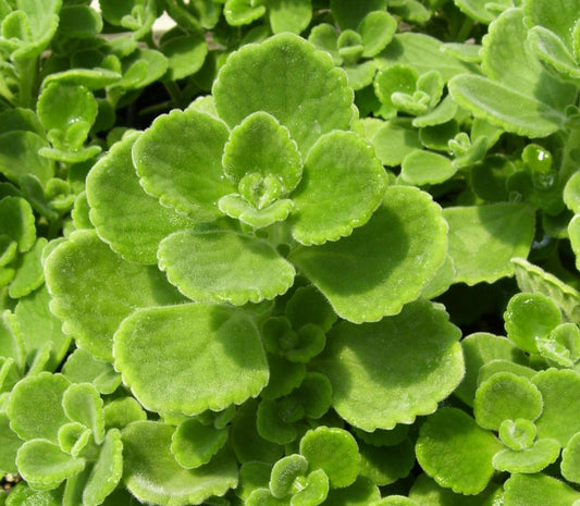 Thyme, Spanish (Cuban Oregano)