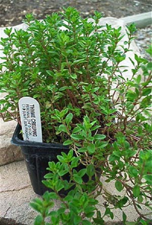 Thyme, Creeping