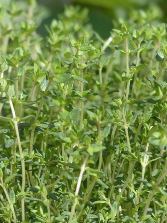 Thyme, English