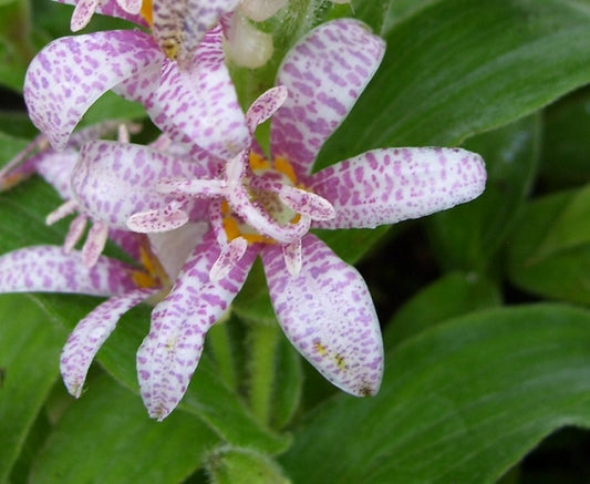 Toad Lily – Tricyrtis