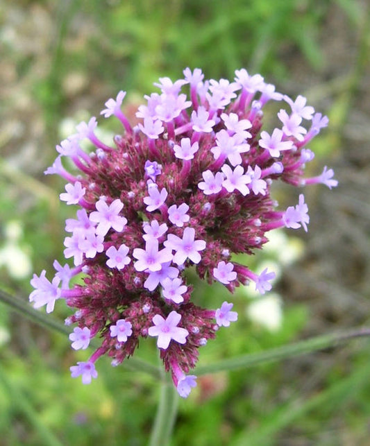 Verbena, Bonariensis