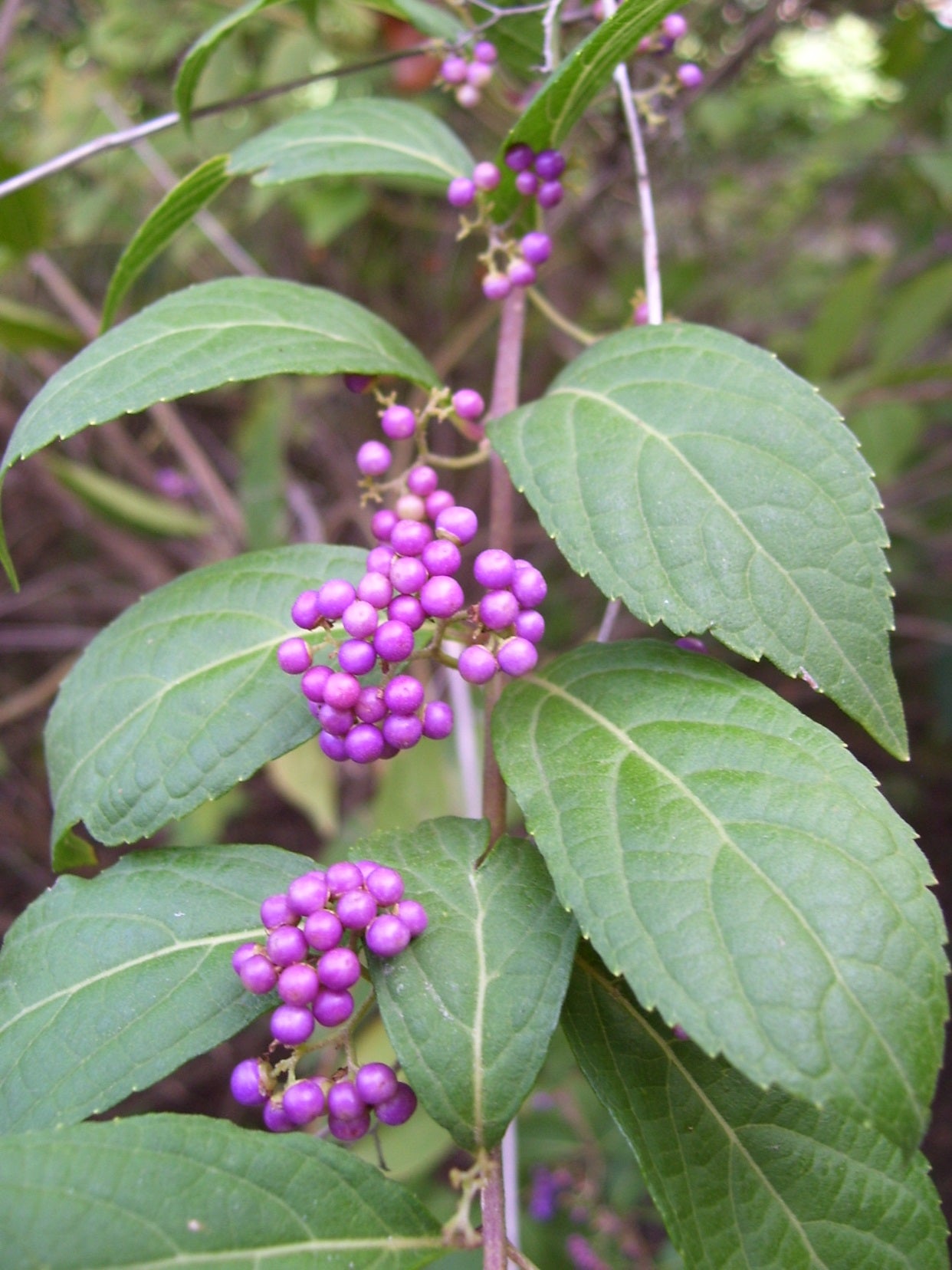 American BeautyBerry Bush